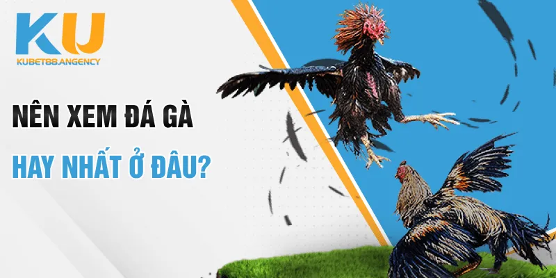 Nên xem đá gà hay nhất ở đâu?