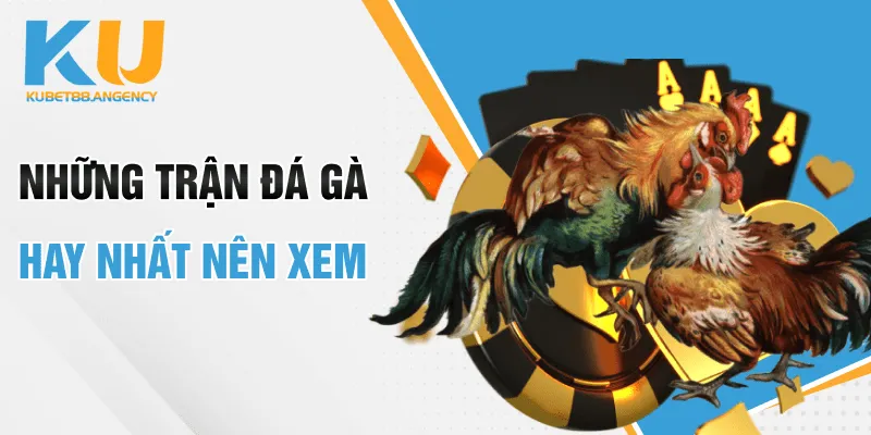 Những trận đá gà hay nhất nên xem