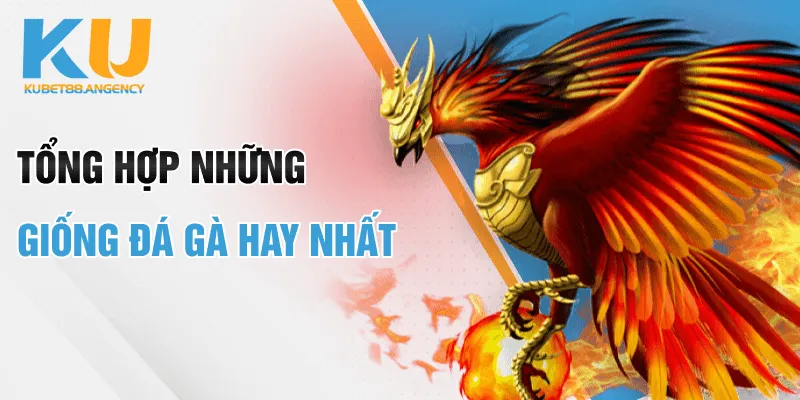 Tổng hợp những giống đá gà hay nhất