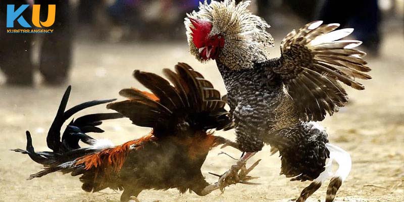 Luật chơi đá gà trực tuyến
