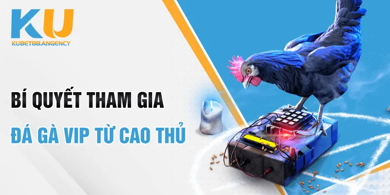 Bí quyết tham gia đá gà VIP từ cao thủ